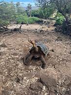 Galapagos Verde Azul