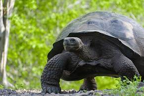 Galapagos Verde Azul