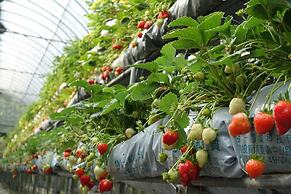 Tai Yi Red Maple Resort