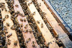 Tai Yi Red Maple Resort