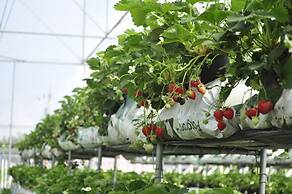 Tai Yi Red Maple Resort