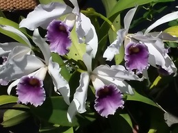 Island Goode's - Luxury Adults Only Accommodation