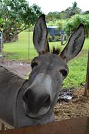 Island Goode's - Luxury Adults Only Accommodation