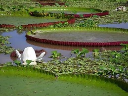 Kurupira Cabin Floating