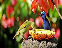 Boquete Garden Inn Hotel