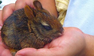 Boquete Garden Inn Hotel