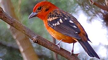 Boquete Garden Inn Hotel