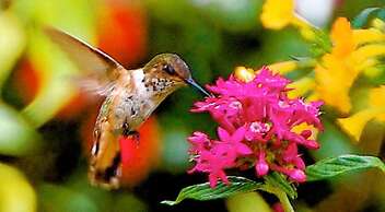 Boquete Garden Inn Hotel