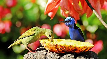 Boquete Garden Inn Hotel