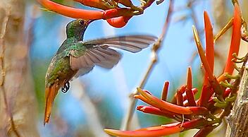 Boquete Garden Inn Hotel