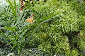 Baan Sawan Samui Resort