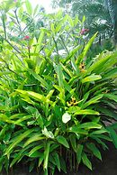 Baan Sawan Samui Resort