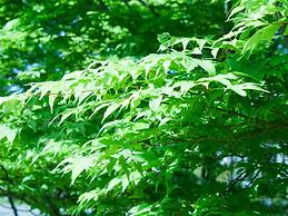 Mercure Urabandai Resort & Spa