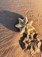 Sumner Bay Motel & Apartments