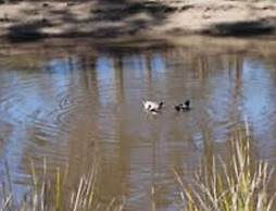 Gumleaves Bush Holidays