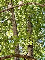 Adina Lodge Holiday Units