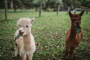 Mango Hill Farm