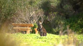 Bear Gully Coastal Cottages