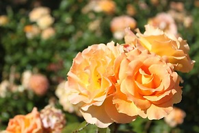 Willows Motel Goulburn