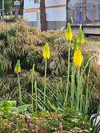 Mallacoota's Shady Gully Caravan Park