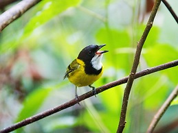 Mt Glorious Getaways