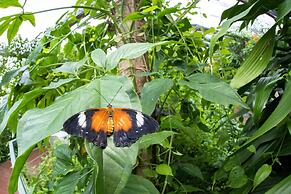 Batchelor Butterfly Farm