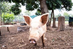 Batchelor Butterfly Farm