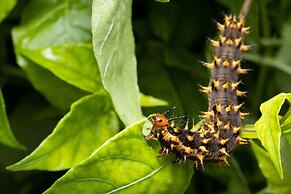 Batchelor Butterfly Farm