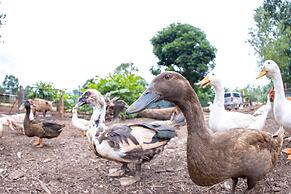 Batchelor Butterfly Farm