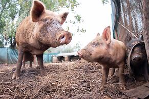 Batchelor Butterfly Farm