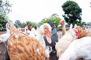 Batchelor Butterfly Farm