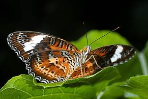 Batchelor Butterfly Farm
