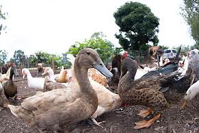 Batchelor Butterfly Farm
