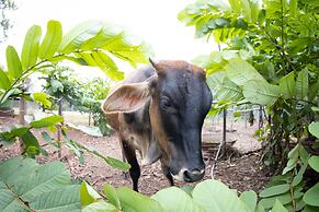 Batchelor Butterfly Farm