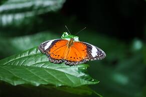 Batchelor Butterfly Farm