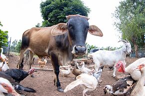 Batchelor Butterfly Farm