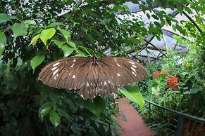 Batchelor Butterfly Farm