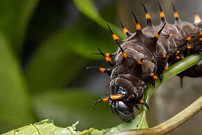 Batchelor Butterfly Farm