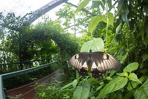 Batchelor Butterfly Farm