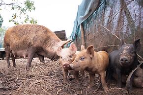 Batchelor Butterfly Farm