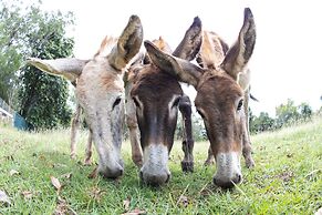 Batchelor Butterfly Farm