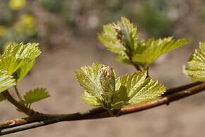 Gisborne Peak Winery Cottages