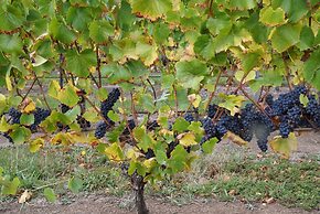 Gisborne Peak Winery Cottages