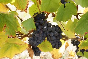 Gisborne Peak Winery Cottages