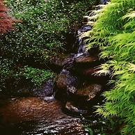 Forget Me Not Cottages