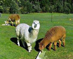 Maydena Mountain Cabins