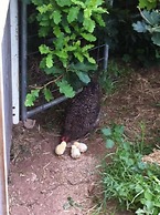 Taras Richmond Farmstay