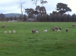 Taras Richmond Farmstay