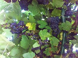 Taras Richmond Farmstay