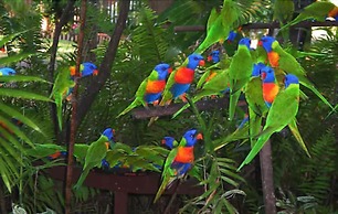 Discovery Parks - Mackay